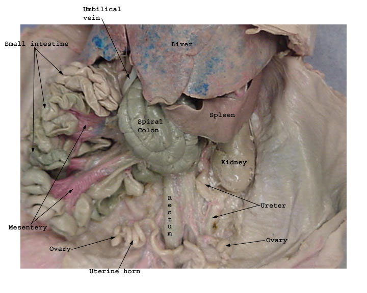 Fetal Pigs pig cheek diagram 